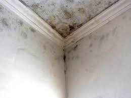 Best Black Mold Removal  in Wayne, PA